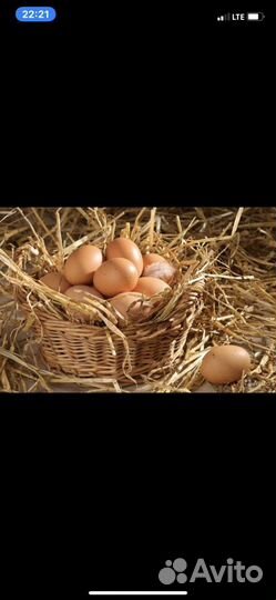 Яйцо домашнее