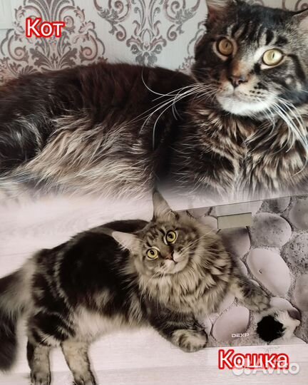 Котята Мейнкун