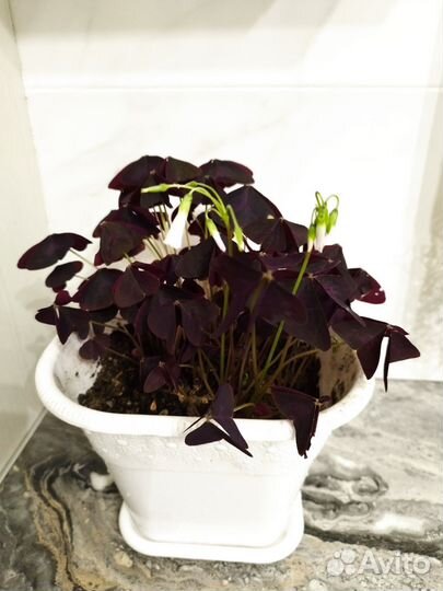 Кислица оксалис