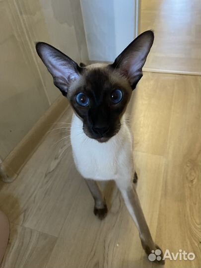 Ориентальная