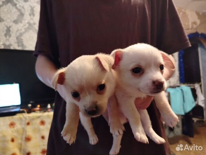 Маленькие щеночки