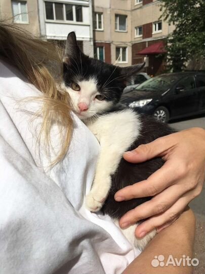 Малыш Лёлик ищет уютный дом или передержку