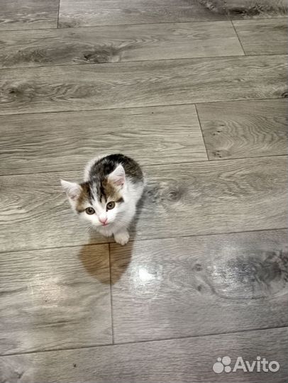 Кот бесплатно