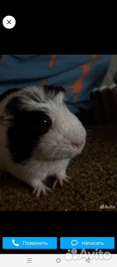 Морские свинки