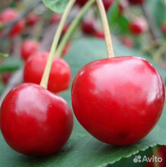 Саженцы вишни Десертная Морозовой (логри- полукарл