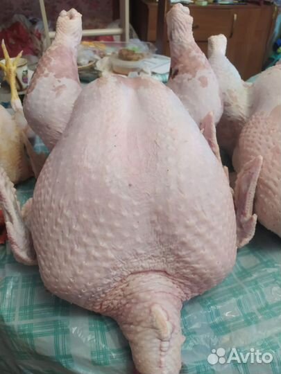 Домашняя индейка