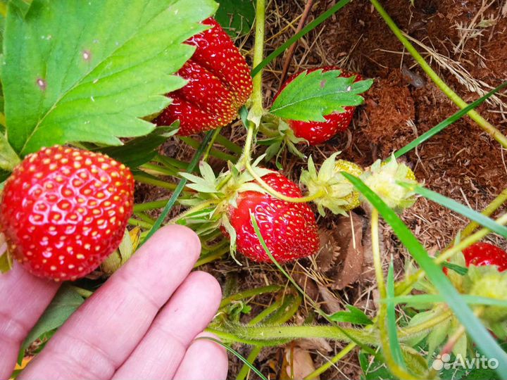 Рассада клубники зкс