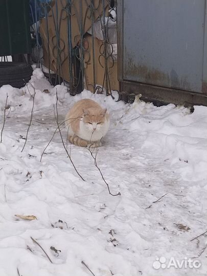 Котята коротколапые
