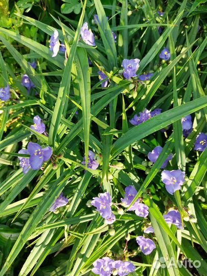 Традесканция садовая