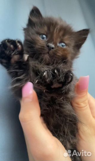 Котята Мейн куны помесь