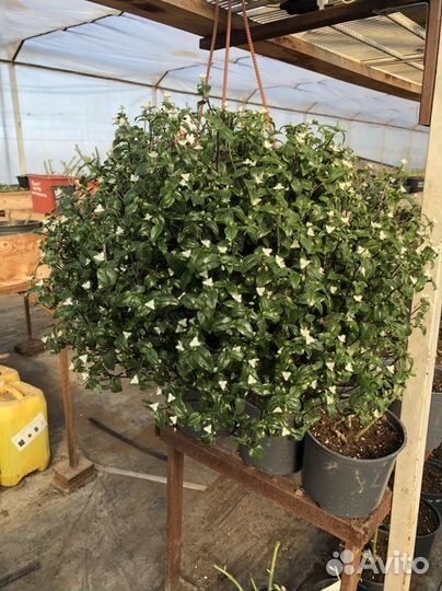 Традесканция в кашпо