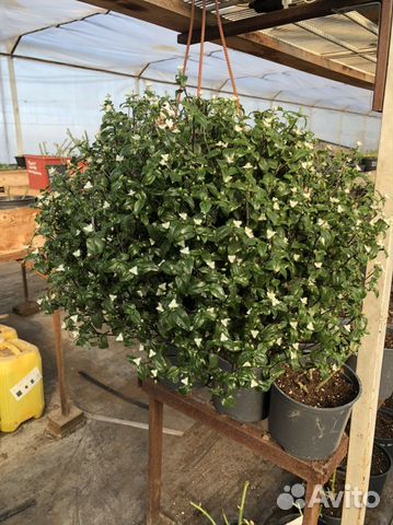 Традесканция в кашпо