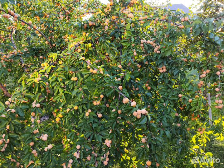 Слива желтая (алыча)