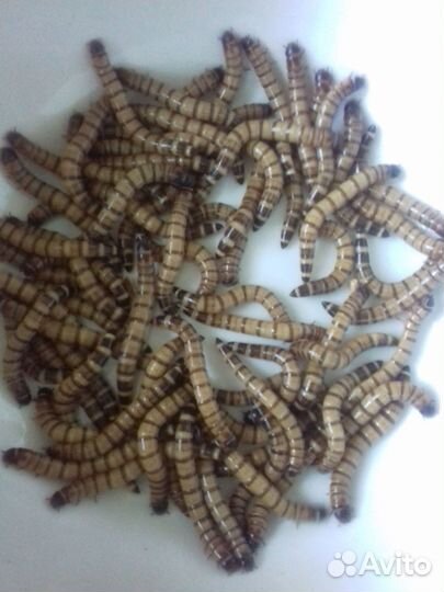 Зофобас, зоофобас - живой белковый корм