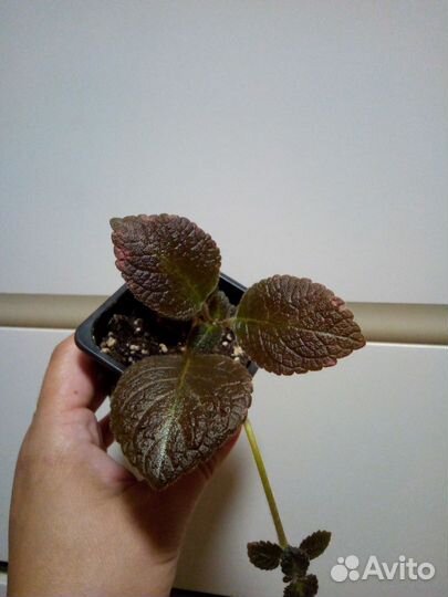 Разные комнатные растения