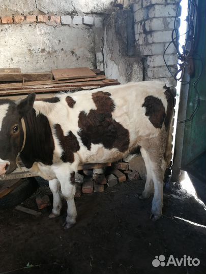 Телята тёлочки