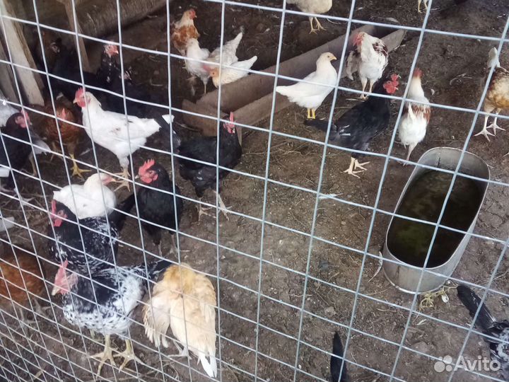 Продам молодых петушков