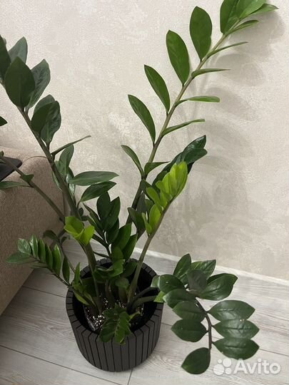 Замиокулькас