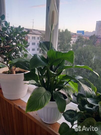 Спатифиллум