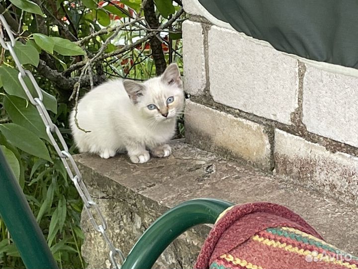 Котята в добрые руки даром