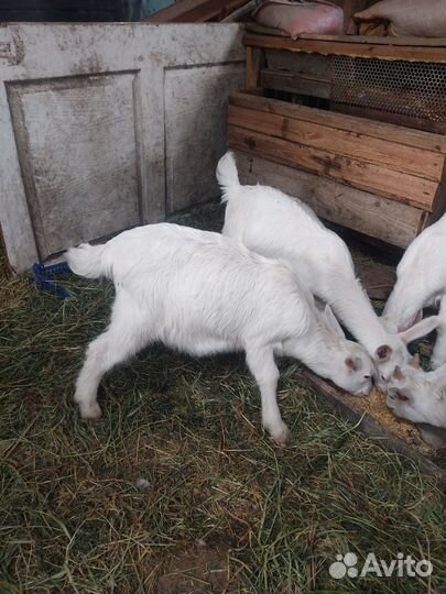 Козы козлята