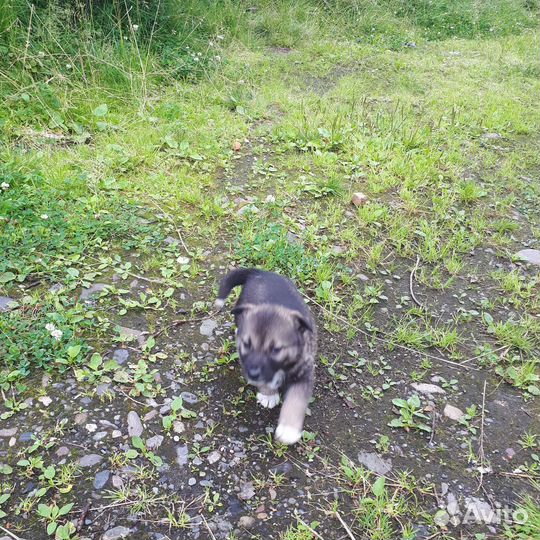 Маленькая собака в дар