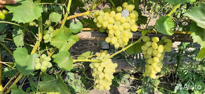Саженцы винограда