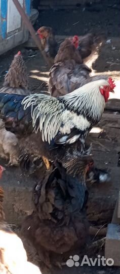 Продаётся петух кохинхин на племя возраст 9 мес