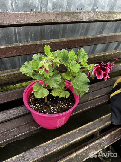 Герань королевская