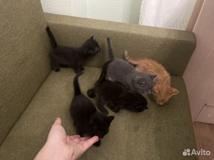 Котята в добрые руки даром