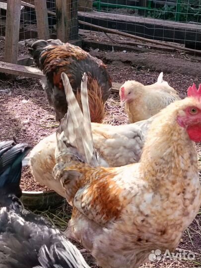 Молодые петушки