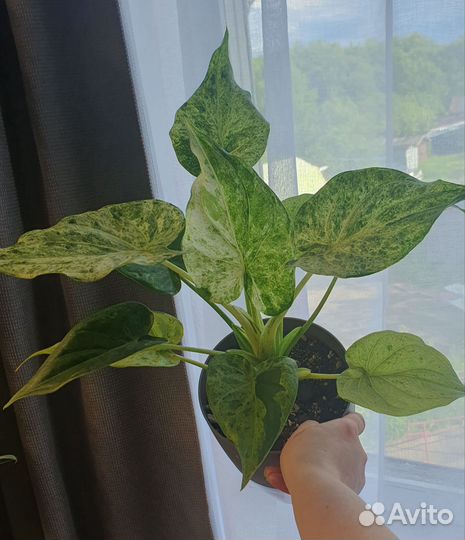 Алоказия white alice