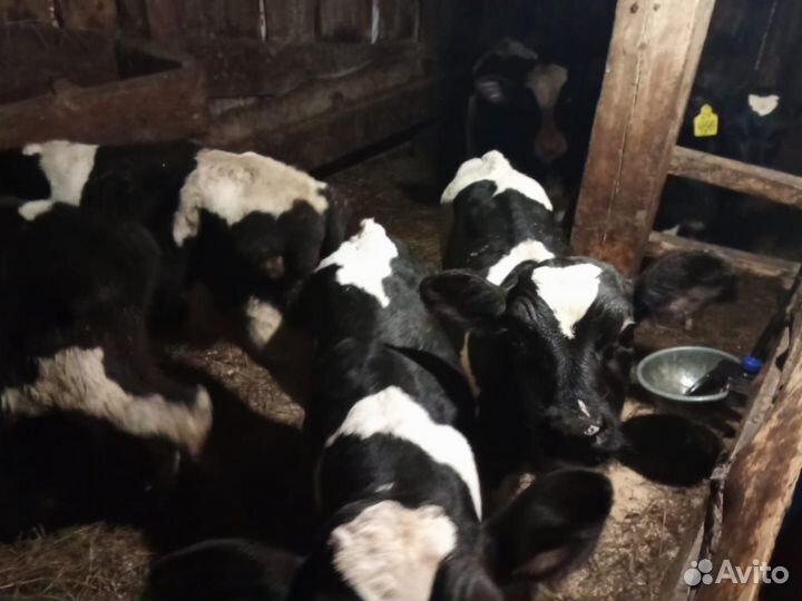 Телята бычки