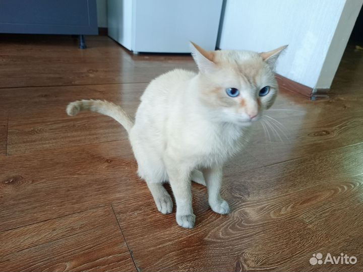 Тайский кот