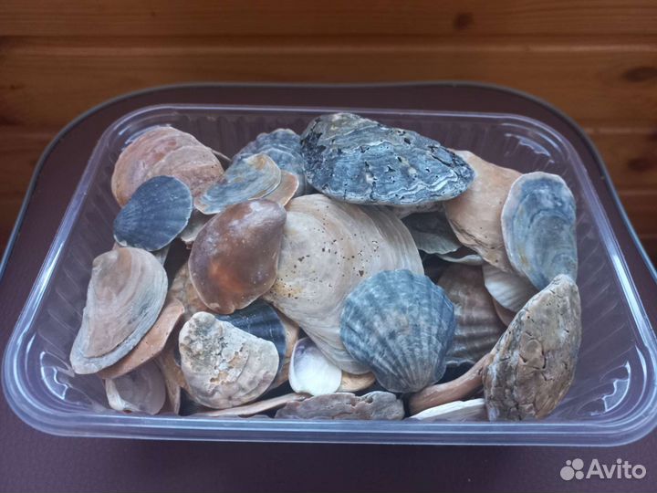 Ракушки разные для декора и поделок