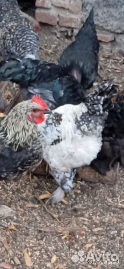 Молодые петухи