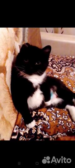 Отдам бесплатно