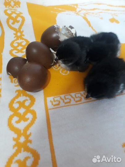 Петушки маран черно-медный, семейка 1+3