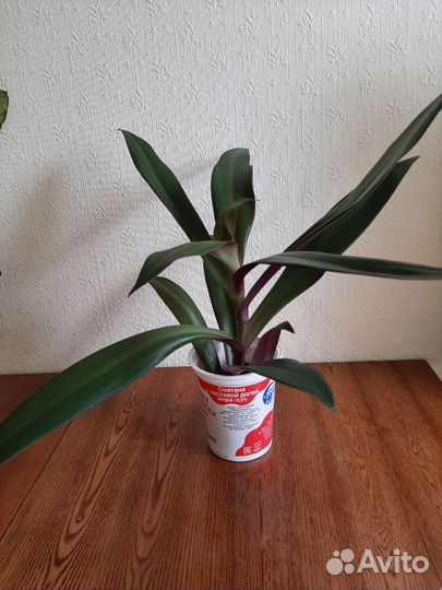 Традесканция рео