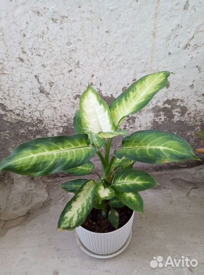 Диффенбахия, Филодендрон,Пеперомии, Кротон