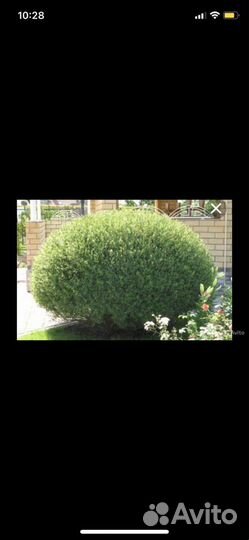 Ивы фламинго,хакуро нишики,пурпурная,матцудана