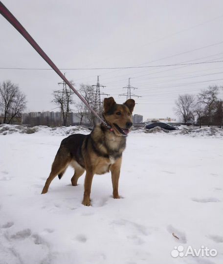 Милый и добрый пёс из приюта ищет дом