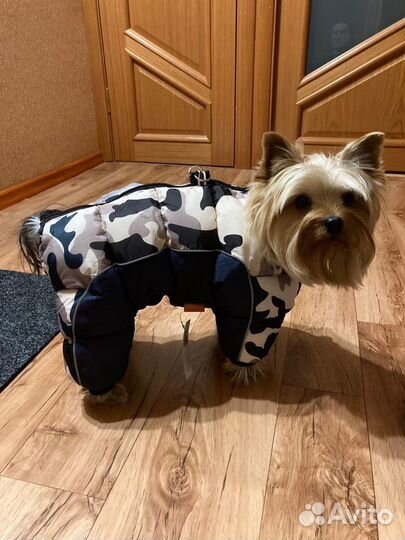 Зимний костюм для собаки