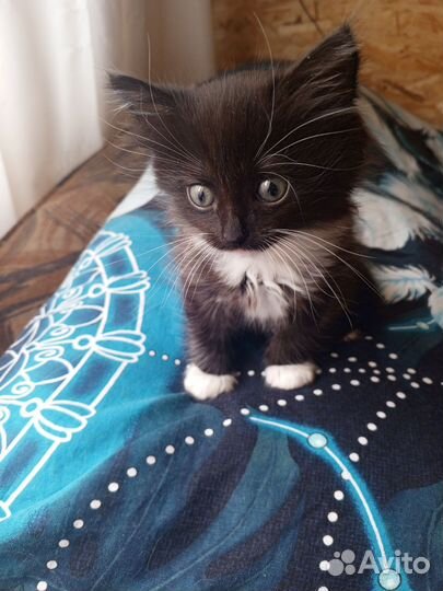 Котик в добрые руки