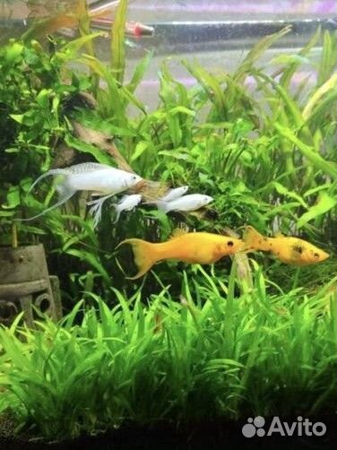 Аквариумные растения, креветки, Улитки