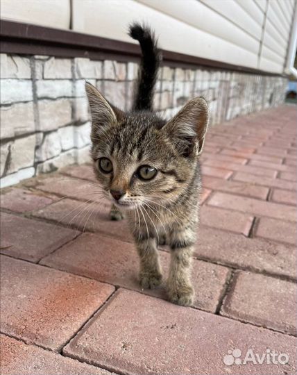 Европейская