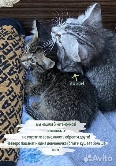 Котята в добрые руки 1 месяц