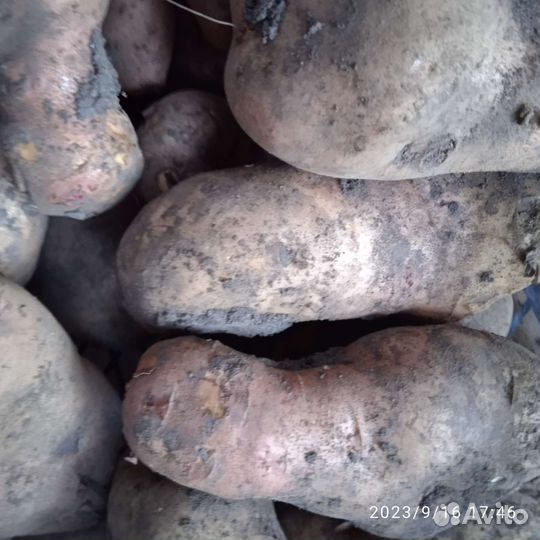 Семенной картофель 