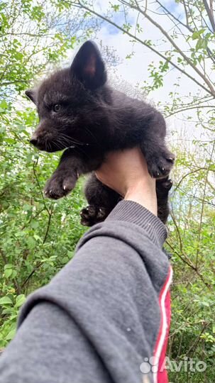 Щенки пушных животных