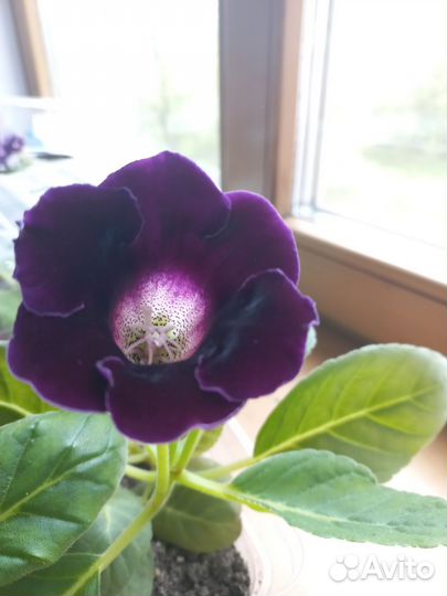 Глоксиния цветущая